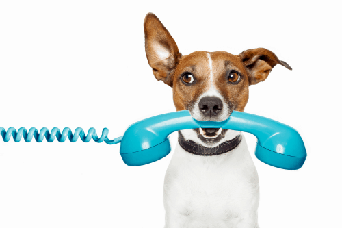 Tierarzt-Telefonsprechstunde