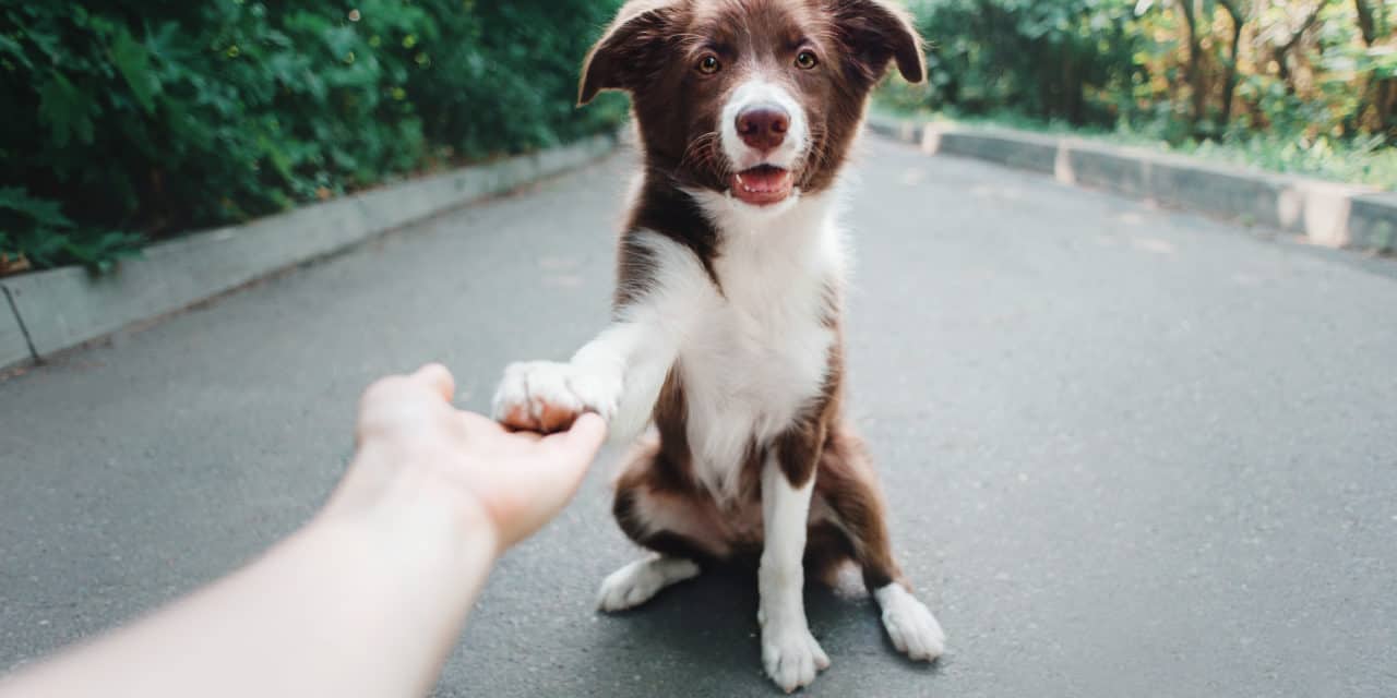 Epilepsie bei Hunden