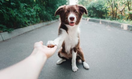 Epilepsie bei Hunden