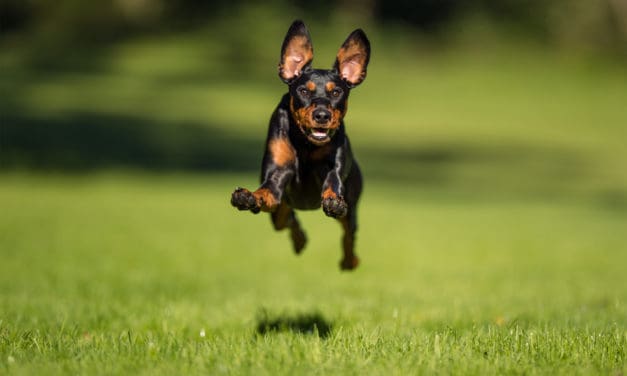 Gelenkprobleme bei Hunden und Katzen