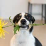 2. Interaktives Fallseminar – Gastroenterologie und Diätetik II – in Planung München-Planegg – TÄ