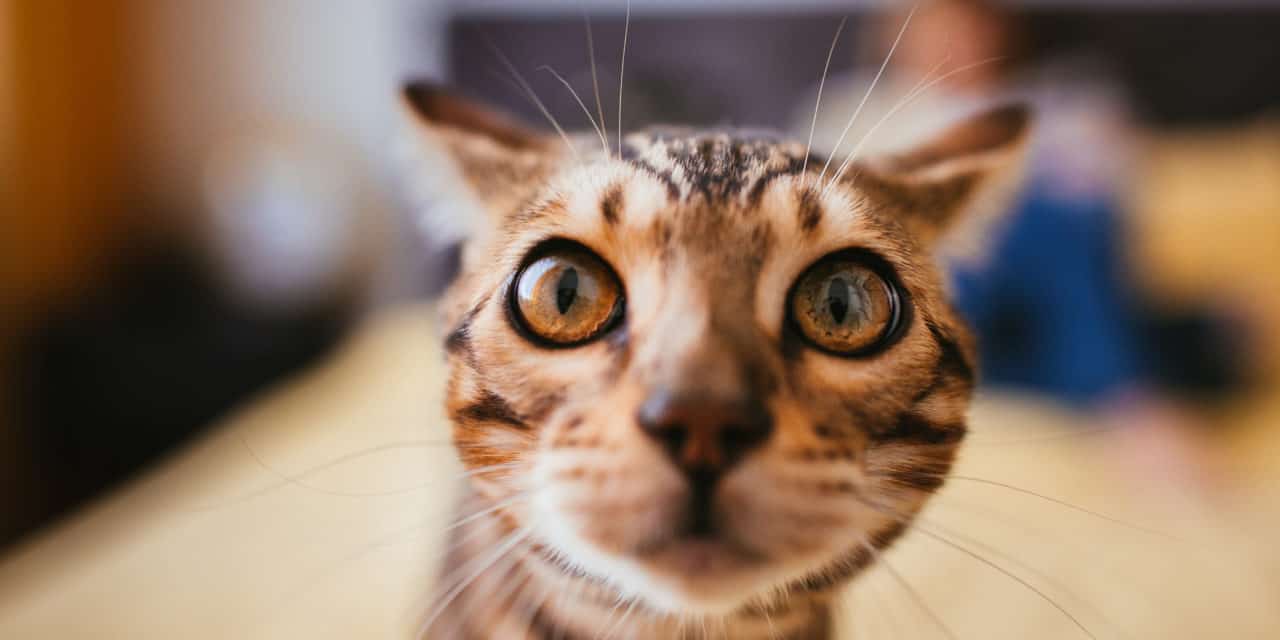 Katzen – neue Blickwinkel für die tierärztliche Praxis – 18./19.10.25 – München-Haar – TÄ