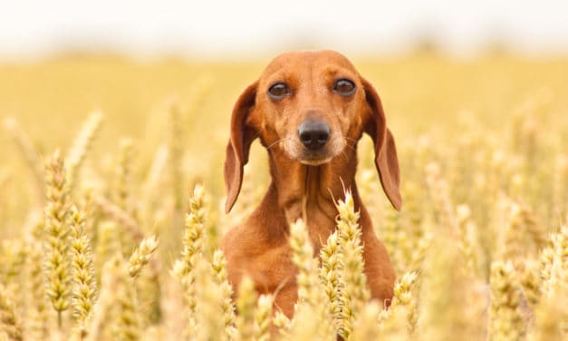 Allergien bei Hunden und Katzen