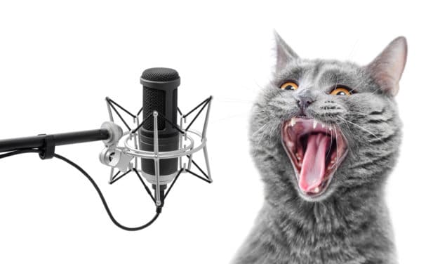 Katzen-Podcasts