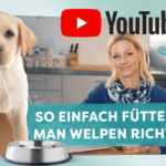 napfcheck-YouTube Serie zur Hundeernährung